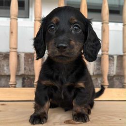 Boy 5 - Black and tan male Dachshund puppy in Allenhurst, Georgia from B’s Dapper Dachshunds