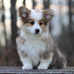 Riley - Sable female Pembroke Welsh Corgi puppy in South Otselic, New York from Ridge Top Corgis