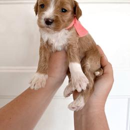 Pink Collar - Red  female Goldendoodle puppy in Ruthorfordton, North Carolina from Duncan Doodles Goldendoodles
