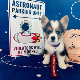 Michael Collins (Mickey) - Black and white female American Corgi puppy in Cocoa, Florida from Cascadian Space Coast Corgis LLC