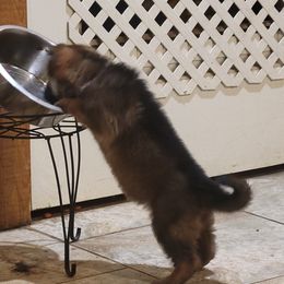 German Shepherd Puppies from Lux Shepherds