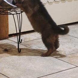 German Shepherd Puppies from Lux Shepherds