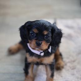 Lily - Black and tan female Cavalier King Charles Spaniel puppy in Payette, Idaho from Stonewick Retrievers