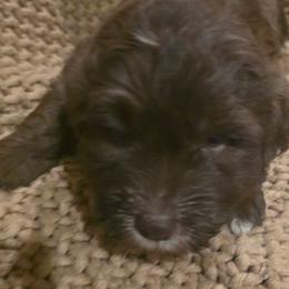 Solly  Chocolate boy 2 - Chocolate male Labradoodle puppy in Churchill County Fallon, Nevada from Card Family Ranch