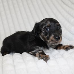 Eleanor - Dapple female Dachshund puppy in Fairfax, Iowa from Grayson’s Lovable Dachshunds