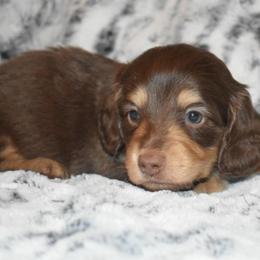 Bingo - Chocolate and tan male Dachshund puppy in Texas from Sparkles & Spurs Mini Dachshunds