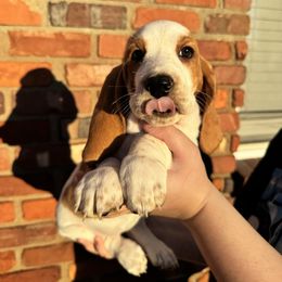Eloise - Lemon and white female Basset Hound puppy in Bellaire, Ohio from Blessed Bassets