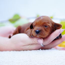 Gus - Red  male Goldendoodle puppy in Washington from Doodle Love