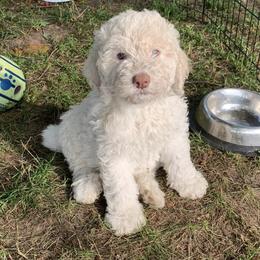 Goldendoodles from Oodles of Doodles, Goldendoodle’s