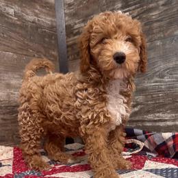 Victor - Apricot male Cavapoo puppy in Camden, Michigan from FurEver Friends Finder