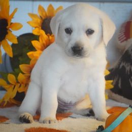 Light blue Collar - Yellow female Labrador Retriever puppy in Ridgecrest, California from Black Mountain Service Dogs