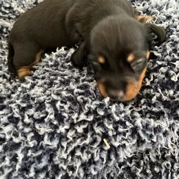 Dachshund Puppies from Majesty’Z Country Doxhounds