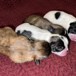 Shih Tzu Puppies from Lavender Lane Tzus