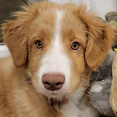 Nova Scotia Duck Tolling Retrievers from Sundance Tollers