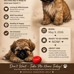 Rex - Sable male Shih Tzu puppy in Cordova, Maryland from Harlequins Shih Tzu