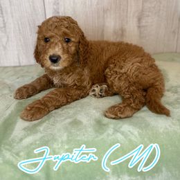 Jupiter - Red  male Goldendoodle puppy in Houston, Texas from Golden Life Doodles