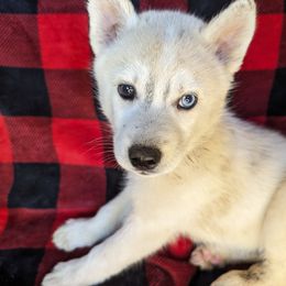 AKC Gray - Black tan and white Siberian Husky puppy in Antrim, New Hampshire from Hampshire Huskies
