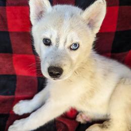 AKC Gray - Black tan and white Siberian Husky puppy in Antrim, New Hampshire from Hampshire Huskies