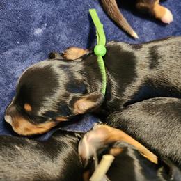Green - Black and tan male Dachshund puppy in Amarillo, Texas from Panhandle Dashing Doxies