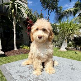 Boy 4 - Apricot male Poodle puppy in San Diego, California from Goldendoodles & Poodles of San Diego