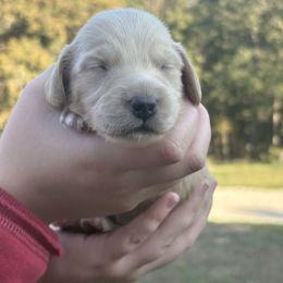 Pecos Bill (AKC) - Cream male Dachshund puppy in Marshfield, Missouri from Hilltop Kennel LLC