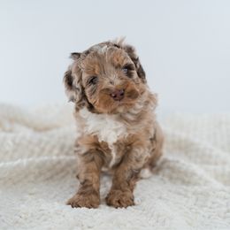 Astrid - Red merle female Aussiedoodle puppy in Cortez, Colorado from Sassy Pants Pups