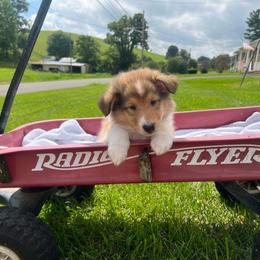 Phil Deville - Sable male Collie puppy in Chilhowie, Virginia from Jolly Collies