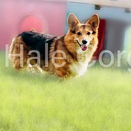 Dexter - Pembroke Welsh Corgi