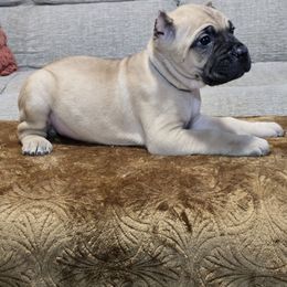 Graham - Fawn male Cane Corso puppy in Elkhart, Indiana from Martins Almighty Cane Corsos