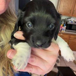 Tyche Full AKC Female 2 - Black female Dachshund puppy in Erie, Michigan from Champagne’s Grinch Toe’d Dachshunds