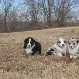 Australian Shepherd and Soft Coated Wheaten Terrier Puppies from Ironwood Ridge Kennels