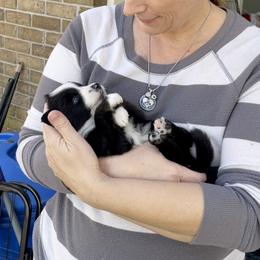 Aussiedoodle, Australian Shepherd, Dachshund, and Miniature Australian Shepherd Puppies from Bline’s Awesome Aussies & Doxies at the Bline Family Farm
