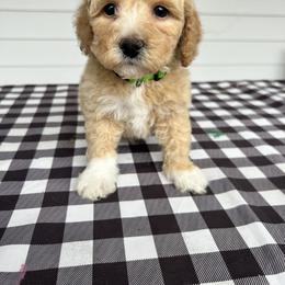 Cavalier King Charles Spaniel, Cavapoo, Havanese, Havapoo, and Poodle Puppies from West Cobb Dogs