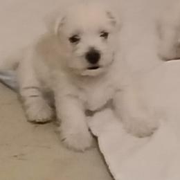 West Highland White Terrier Puppies from Wagglesworth Westies