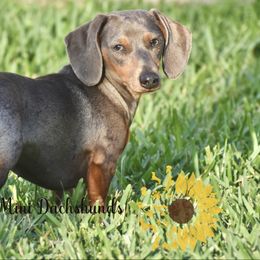 Aggie - Dachshund