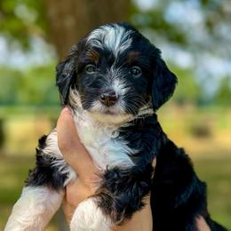 Candy - Tri-color female Bernedoodle puppy in Rose Hill, North Carolina from Red Door Canines