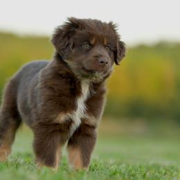 Tomi - Red tri male Toy Australian Shepherd puppy in Hartman, Arkansas from Southern Edition Aussies