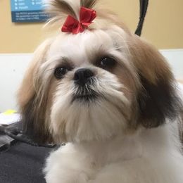 Peanut  - Shih Tzu