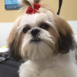 Peanut  - Shih Tzu