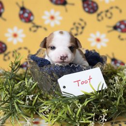 Toot - Red white and sable Rat Terrier puppy in Dayton, Nevada from Battle Born Terriers