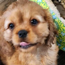 Gus Gus - Cavalier King Charles Spaniel