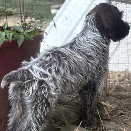 German Shorthaired Pointers and Wirehaired Pointing Griffons from County Line Pointers