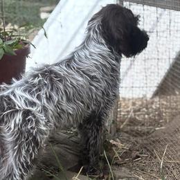 German Shorthaired Pointers and Wirehaired Pointing Griffons from County Line Pointers