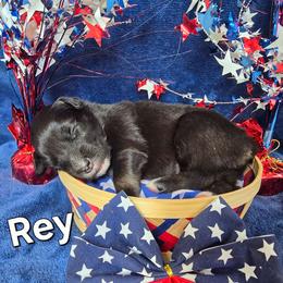 Rey - Black tri-color female Australian Shepherd puppy in Smithfield, Utah from Invictus Farms