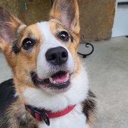 Dixie - Pembroke Welsh Corgi