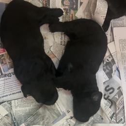 Girl 2 - Black female Bouvier des Flandres puppy in Bethlehem, Connecticut from Bouviers Gate House