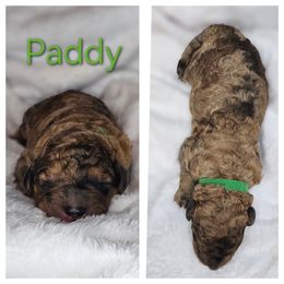 Paddy - Merle-sable male Saint Berdoodle puppy in Battle Ground, Washington from Mad Hatter Farms Saint Berdoodles