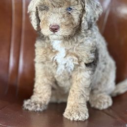 "Brown Merle Phantom" Sheepadoodle Puppies from Dogwood Hills