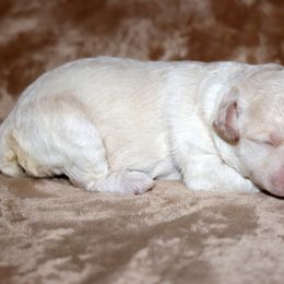 Lagotto Romagnolo Puppies from Montagna del Mare Lagotto Romagnolo
