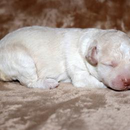 Lagotto Romagnolo Puppies from Montagna del Mare Lagotto Romagnolo